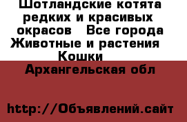 Шотландские котята редких и красивых  окрасов - Все города Животные и растения » Кошки   . Архангельская обл.